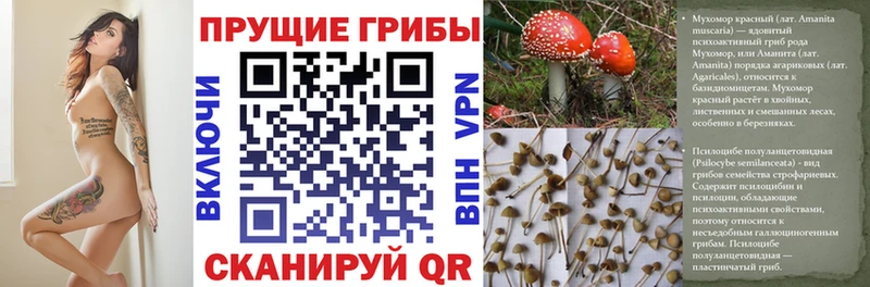 купить Пугачёв кракен tor Псилоцибиновые грибы Cubensis